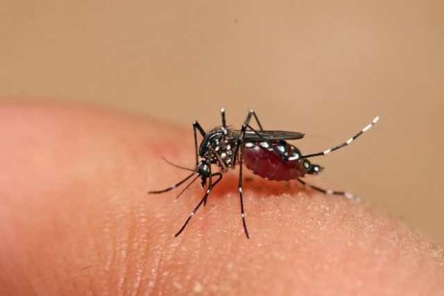 лихорадка денге, Трое калининградцев заразились лихорадкой Денге