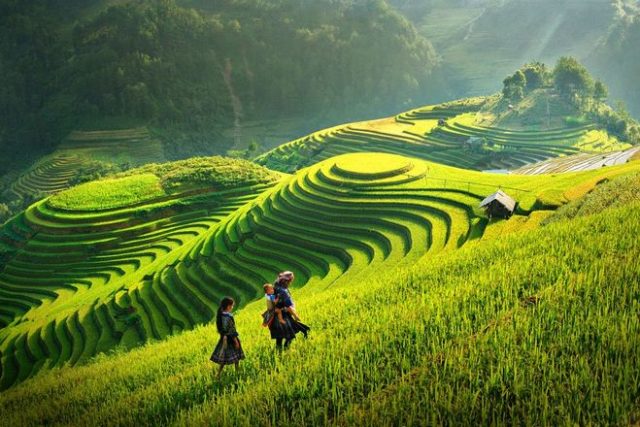 Великолепный золотой сезон на севере Вьетнама