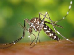 МИД предупредил о вспышке денге во Вьетнаме