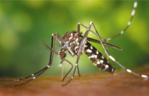 МИД предупредил о вспышке денге во Вьетнаме