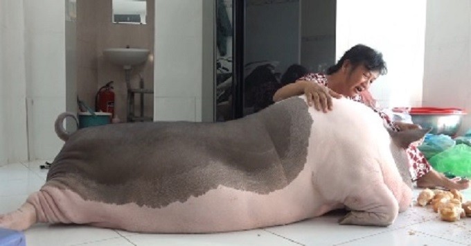 Вьетнамка держит дома 150-килограммовую свинью