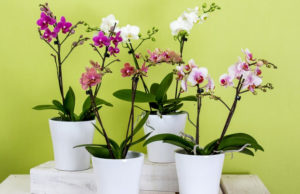 орхидеи из Вьетнама