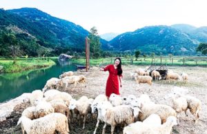 овечья ферма Suoi Tien
