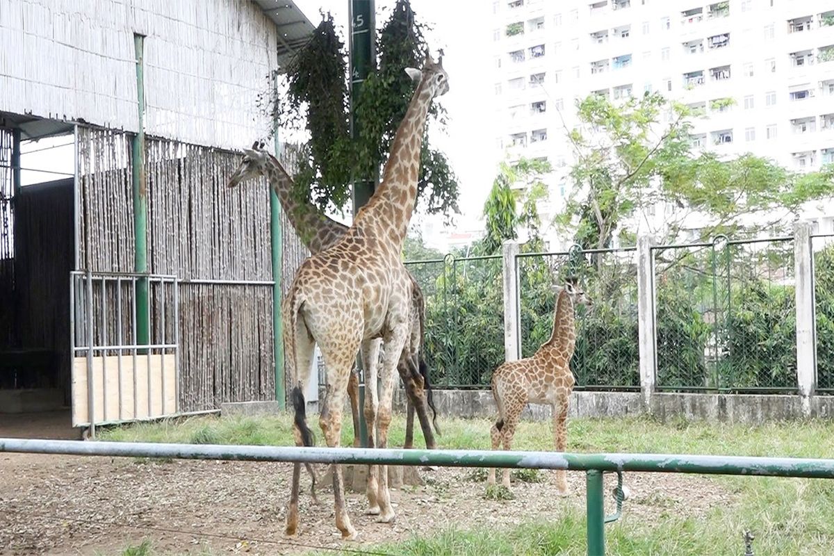 Зоопарк Сайгона